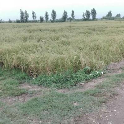 خرید زمین کشاورزی کلوده